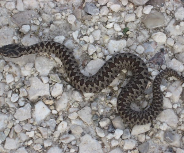Vipera