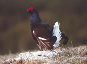 Gallo forcello