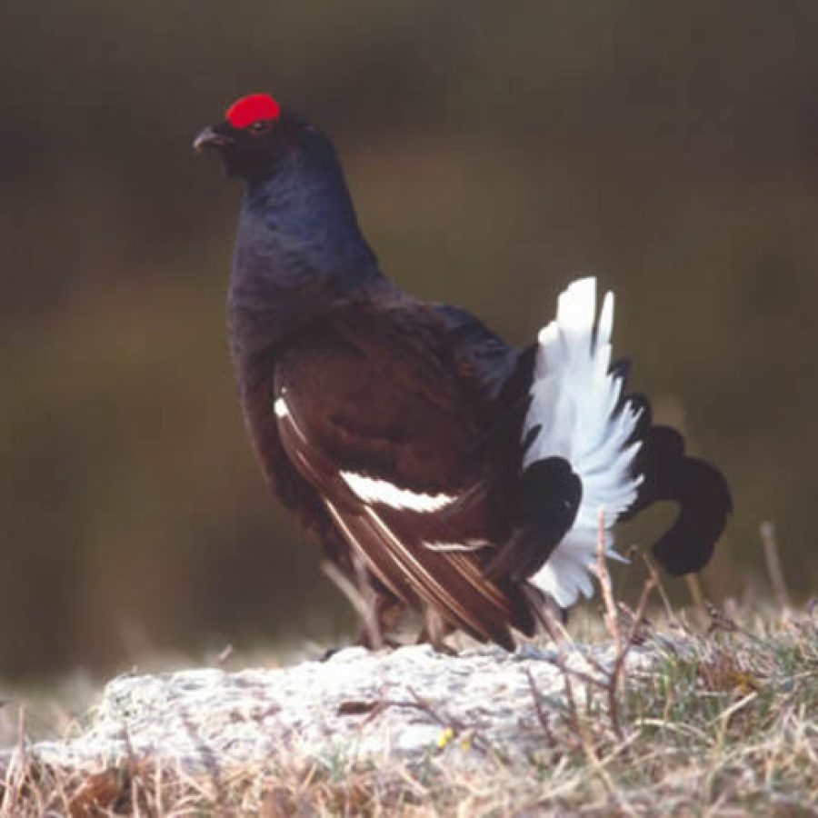 Gallo forcello